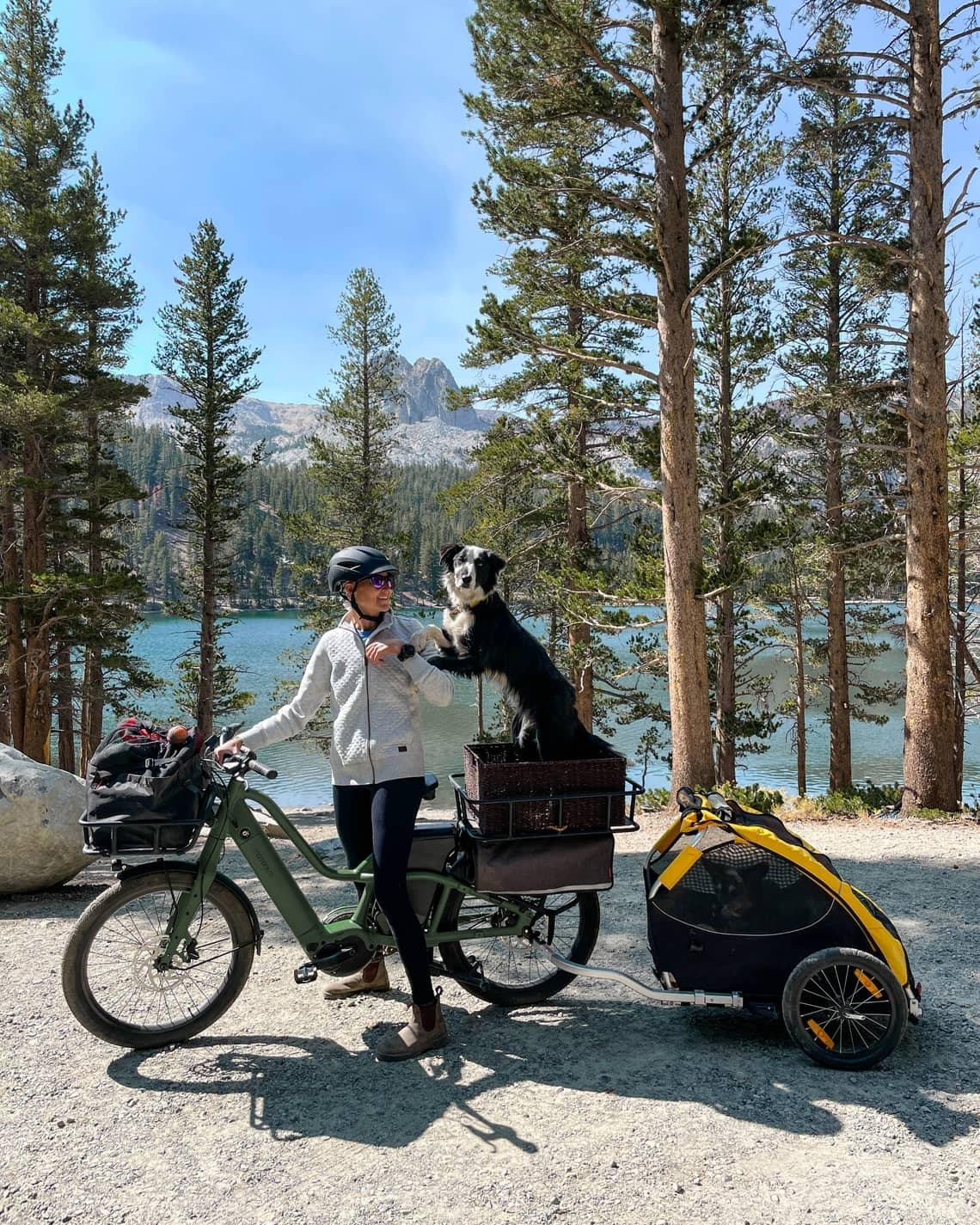 Bike with dog, cargo bike