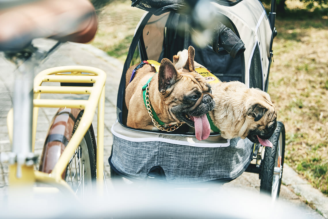 How to Bike with Dog? Guide to Carry Dog on your Bike Momentum Bikes US