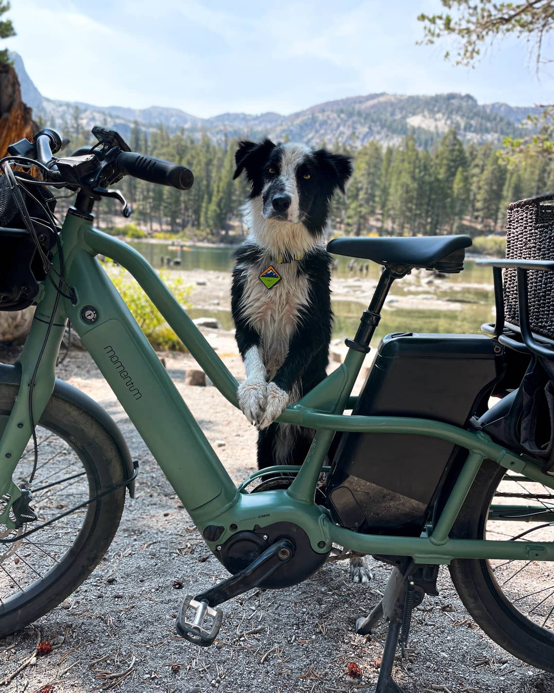 Bike with dog