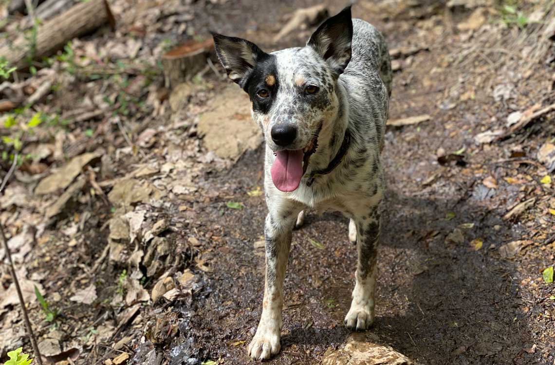 Tips for Biking With Your Dog | Liv Cycling Official site